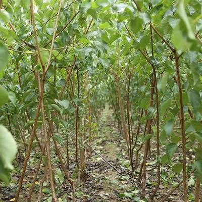 【最新杏樹(shù)價(jià)格 杏樹(shù)的價(jià)格 源昊苗木 最近杏樹(shù)價(jià)格是多少圖片】最新杏樹(shù)價(jià)格 杏樹(shù)的價(jià)格 源昊苗木 最近杏樹(shù)價(jià)格是多少圖片大全 - 邳州市源昊綠化苗木種植家庭農(nóng)場(chǎng)