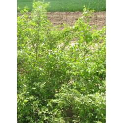 綠化用金銀木 價(jià)位合理的金銀木就在芳澤花卉苗木