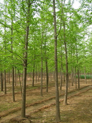 常州綠化苗木基地批發(fā)