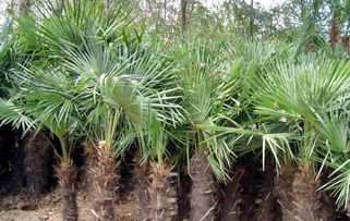 棕櫚樹苗 供應棕櫚樹苗 陜西棕櫚樹苗