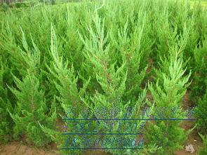 直升龍柏 沭陽縣志遠綠化苗木園藝場