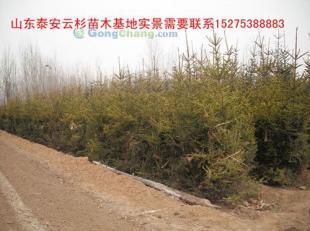 供應(yīng)云杉|云杉樹苗|云杉苗木|紅皮云杉|供應(yīng)云杉|山東云杉_紡織、皮革_世界工廠網(wǎng)中國產(chǎn)品信息庫