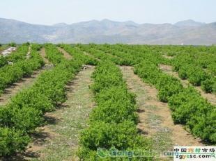 供應正宗九豐一號苗木價格_供應正宗九豐一號苗木廠家_世界工廠網(wǎng)產(chǎn)品信息庫