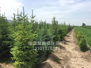 甘肅寶源常青專業供應云杉 臨洮苗木基地