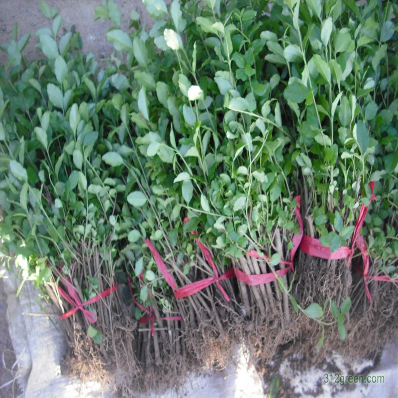 一年生小葉女貞苗50厘米高軒軒苗木場2015年秋季銷售圖片|一年生小葉女貞苗50厘米高軒軒苗木場2015年秋季銷售產品圖片由軒軒苗木場公司生產提供-