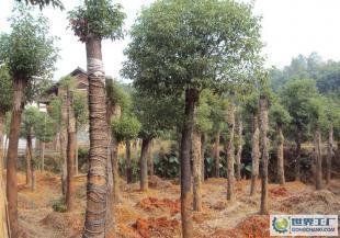 行道綠化苗木 10-12公分米徑切桿移植香樟_農副產品_世界工廠網中國產品信息庫