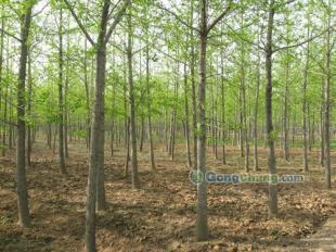 供應櫻花,黑松等綠化苗木優質供應-山東銀杏樹價格|敬高銀杏園林_傳媒、廣電_世界工廠網中國產品信息庫