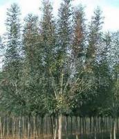 銷(xiāo)售綠化苗木 白蠟 樹(shù)苗[供應(yīng)]_綠化苗木_世界工廠網(wǎng)中國(guó)產(chǎn)品信息庫(kù)