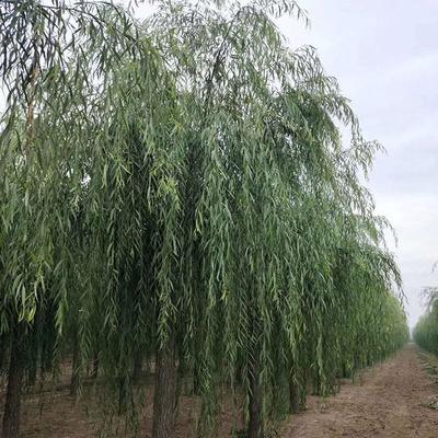 垂柳基地出售--垂柳批發(fā)_苗木產(chǎn)品圖片