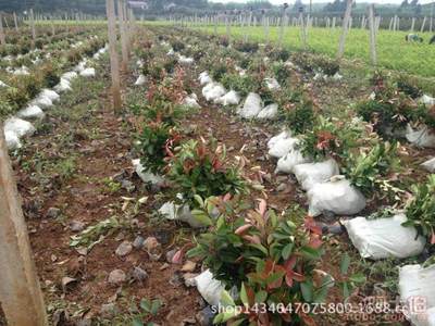 【紅葉石楠工程采購(gòu)園林采購(gòu)苗木采購(gòu)園林廠家直銷(xiāo)】杭州蕭山新街恒露樹(shù)木經(jīng)營(yíng)部 - 產(chǎn)品庫(kù)