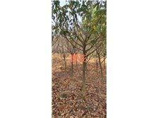 清流縣林畬兄弟宏達(dá)苗木種植專(zhuān)業(yè)合作社產(chǎn)品展示