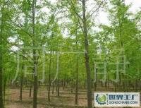 最低價銷售銀杏樹、嫁接銀杏樹、實生銀杏樹[供應]_綠化苗木_世界工廠網中國產品信息庫