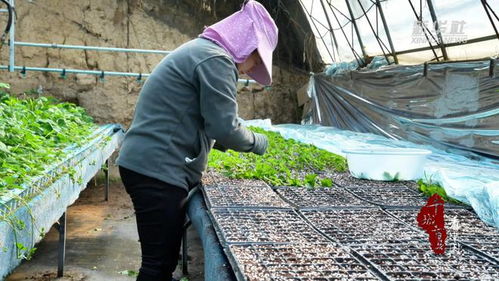 千城百縣看中國 山東廣饒 工廠化育苗 助推農業產業化