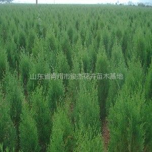 保定榆樹苗木基地、保定榆樹苗木批發(fā)、榆樹苗木價格-常青苗木--產(chǎn)品大全--E路網(wǎng)