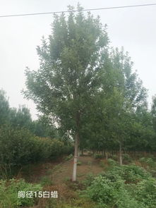 地推有料d13 優(yōu)質(zhì)苗木,歡迎選購