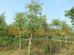 供應(yīng)廣西有品質(zhì)的廣西洋紫荊苗木 百色苗木供應(yīng),供應(yīng)廣西有品質(zhì)的廣西洋紫荊苗木 百色苗木供應(yīng)生產(chǎn)廠家,供應(yīng)廣西有品質(zhì)的廣西洋紫荊苗木 百色苗木供應(yīng)價格