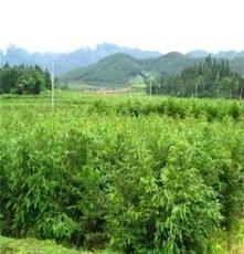 嵊州市許宅苗木專業(yè)合作社