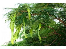 昆明市呈貢區欣榮苗圃產品展示