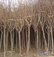 【綠化苗木】 找供應(yīng) 中國(guó)農(nóng)產(chǎn)品交易網(wǎng) 中國(guó)114農(nóng)業(yè)網(wǎng) 中國(guó)農(nóng)業(yè)B2B