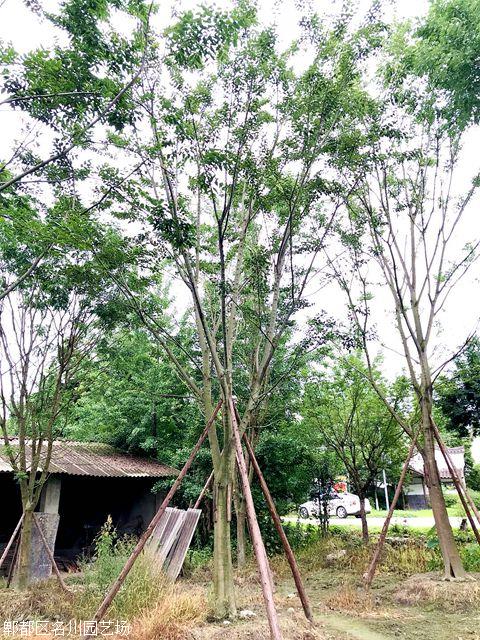 樸樹(shù)基地-名川園藝場(chǎng)-樸樹(shù)批發(fā)-成都苗木