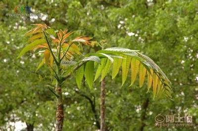 【香椿樹(shù)苗多0.7香椿苗批發(fā)廠(chǎng)家香椿苗有賣(mài)1公分香椿】泰安乾佑源苗木專(zhuān)業(yè)合作社 - 產(chǎn)品庫(kù)