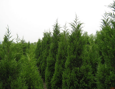 蜀檜_綠花苗木_合肥苗木園林綠化工程