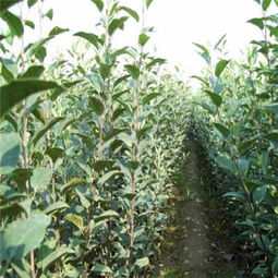 雞心柿子苗今年價格 雞心柿子苗哪里好