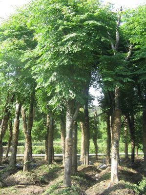 北京欒樹價格_北京欒樹產地_北京欒樹綠化苗木苗圃基地