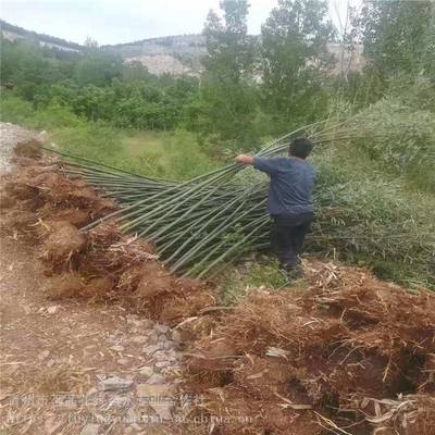主營產品:花卉租擺、工廠綠化工程、各種綠化苗木、花卉基地直銷