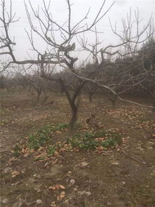 東臺陳延春 摒棄單打獨斗,要注重抱團發(fā)展