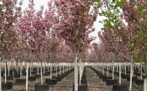供應容器苗木 櫻花 紫薇_農副產品_世界工廠網中國產品信息庫