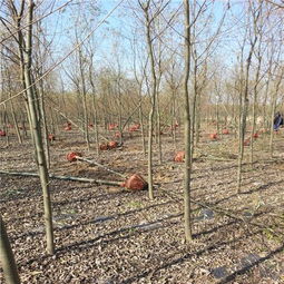 河北速生柳價格,河北 速生柳基地