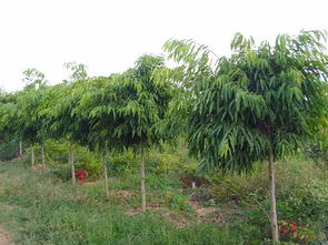 云南 加強(qiáng)領(lǐng)導(dǎo) 強(qiáng)化服務(wù) 紅河州觀賞苗木產(chǎn)業(yè)異軍突起