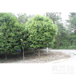 【天竺桂苗木常綠喬木行道樹(shù)】- 