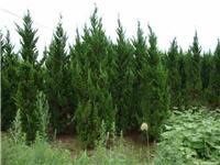 找鄢陵河南檜的苗木價(jià)格價(jià)格、圖片、詳情,上一比多_一比多產(chǎn)品庫(kù)