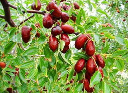 利源苗木冬棗 林業種植中的優選品種與可持續發展路徑