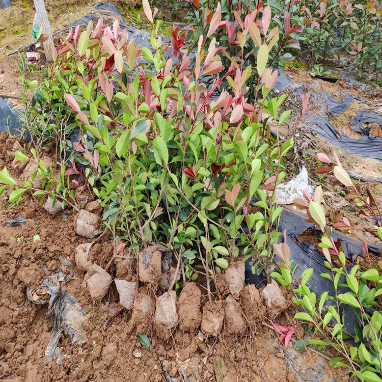 紅葉石楠 優質綠化樹種及其種植管理