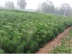 花卉苗木供應 黑松、側柏、油松種植指南與市場前景