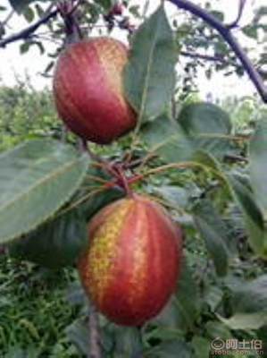 黃金梨苗種植與管理指南 栽種時間、水肥控制與生長表現