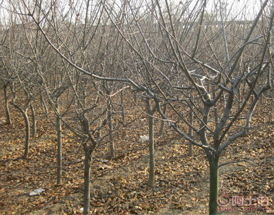 泰安青聯苗木 專業供應優質垂絲海棠，打造高性價比綠化方案