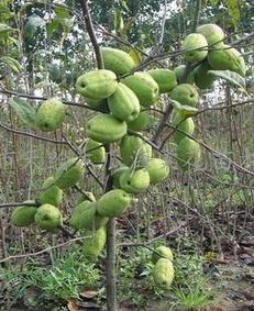 河東區(qū)天繪苗木花卉繁育場 專業(yè)供應精品盆景與優(yōu)質果樹種苗