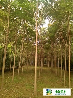 千頭椿苗木的南北種植熱土 遼寧、山西、山東及河北保定博野金澤基地